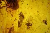 Fossil Cicada (Auchenorrhyncha) & Several Flies in Baltic Amber #197758-1